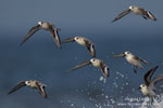 Calidris_alba_1433.jpg