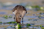 Calidris_alpina_0172.jpg