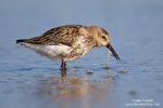 Calidris_alpina_0229.jpg