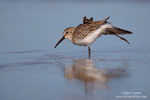 Calidris_alpina_0316.jpg