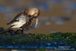 Calidris_alpina_0446.jpg