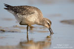 Calidris_canutus_0241.jpg