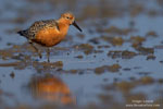 Calidris_canutus_0254.jpg