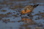 Calidris_canutus_0299.jpg