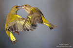 Carduelis_chloris_0281.jpg