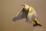 Carduelis_chloris_0430.jpg