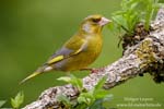 Carduelis_chloris_0442.jpg