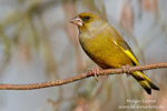 Carduelis_chloris_0450.jpg