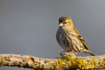 Carduelis_spinus_0021.jpg