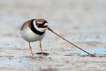 Charadrius_hiaticula_0340.jpg