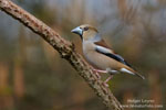 Coccothraustes_coccothraustes_0084.jpg