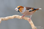 Coccothraustes_coccothraustes_0175.jpg