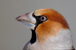 Coccothraustes_coccothraustes_0176.jpg