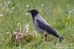 Corvus_cornix_0008.jpg