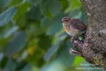 Erithacus_rubecula_0351.jpg