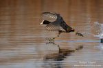 Fulica_atra_0315.jpg