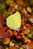 Gonepteryx_rhamni_0045.jpg