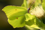 Gonepteryx_rhamni_0055.jpg