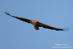 Haliaeetus_albicilla_0096.jpg