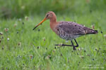 Limosa_limosa_0521.jpg