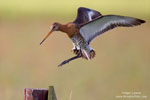 Limosa_limosa_0525.jpg