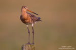 Limosa_limosa_0598.jpg