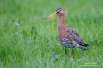 Limosa_limosa_0681.jpg