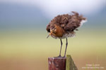 Limosa_limosa_0688.jpg