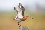 Limosa_limosa_0730.jpg