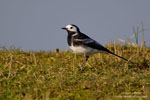 Motacilla_alba_yarrellii_0001.jpg