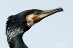 Phalacrocorax_carbo_0218.jpg