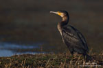 Phalacrocorax_carbo_0244.jpg