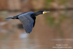 Phalacrocorax_carbo_0252.jpg