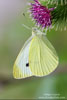 Pieris_rapae_0005.jpg