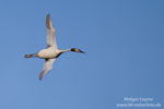 Podiceps_cristatus_0232.jpg