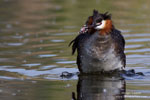 Podiceps_cristatus_0717.jpg