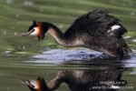 Podiceps_cristatus_0725.jpg