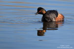 Podiceps_nigricollis_0515.jpg