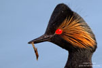 Podiceps_nigricollis_0545.jpg