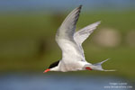 Sterna_hirundo_0280.jpg