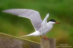 Sterna_hirundo_0414.jpg