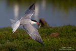 Sterna_hirundo_0415.jpg