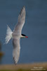 Sterna_hirundo_0417.jpg