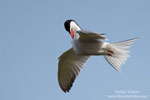 Sterna_hirundo_0442.jpg