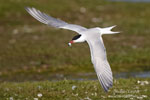 Sterna_hirundo_0443.jpg