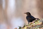 Turdus_merula_0018.jpg