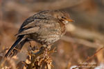 Turdus_merula_0051.jpg