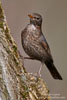 Turdus_merula_0057.jpg