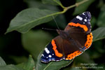 Vanessa_atalanta_0012.jpg